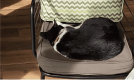 Fue a un restaurante, pidió que saquen al gato de su mesa y la moza tuvo una inesperada reacción Fue a un restaurante, pidió que saquen al gato de su mesa y la moza tuvo una inesperada reacción
