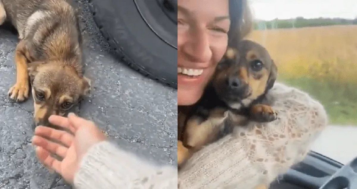Viral: la secuencia de adopción de un perro callejero que hace llorar al mundo