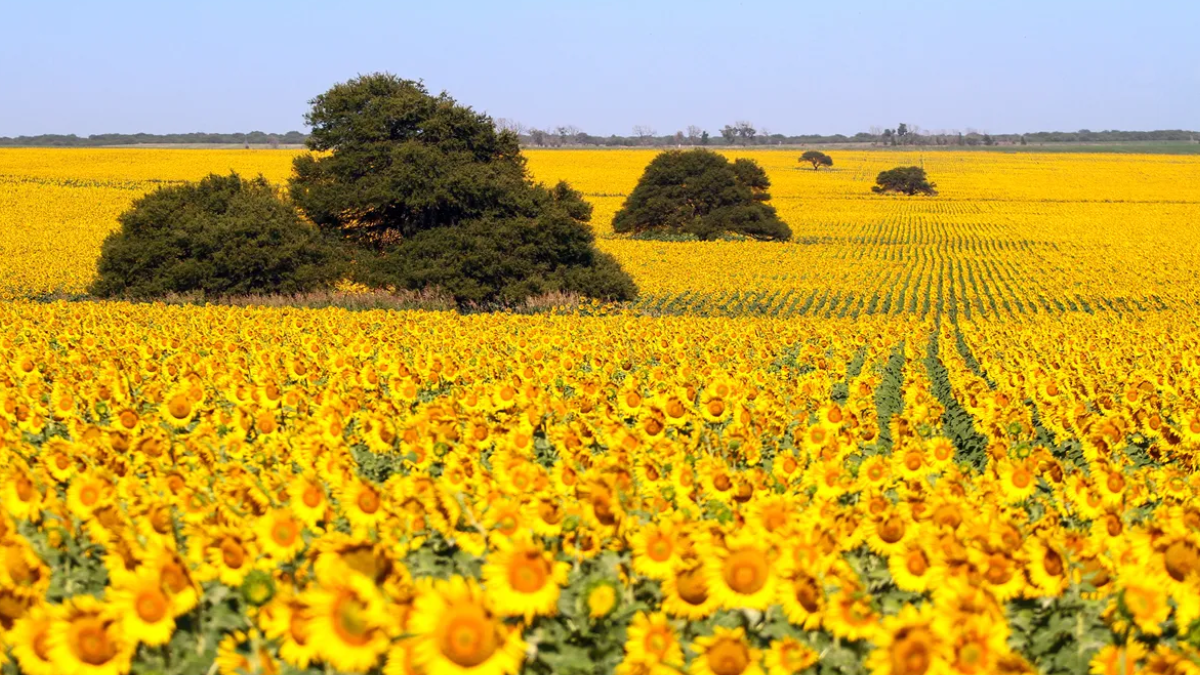 La primavera despierta, y con ella, las flores de cada signo del zodiaco. Descubrí cuál es la que te representa este mes. La primavera despierta, y con ella, las flores de cada signo del zodiaco. Descubrí cuál es la que te representa este mes.