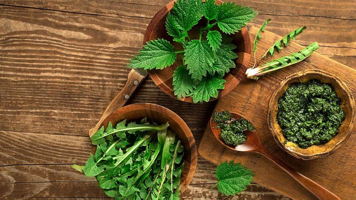 Las propiedades de la ortiga y sus aplicaciones son muy variadas y la convierten en un recurso natural válido para aliviar un buen número de afecciones corrientes.