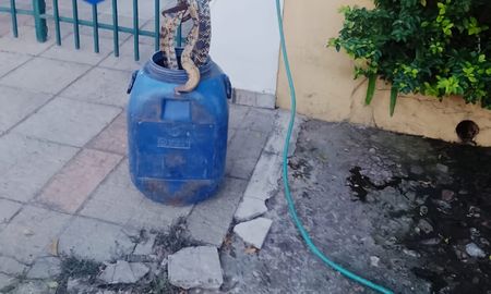 La serpiente fue colocada en un recipiente y luego liberada en Arroyo Leyes. La serpiente fue colocada en un recipiente y luego liberada en Arroyo Leyes.