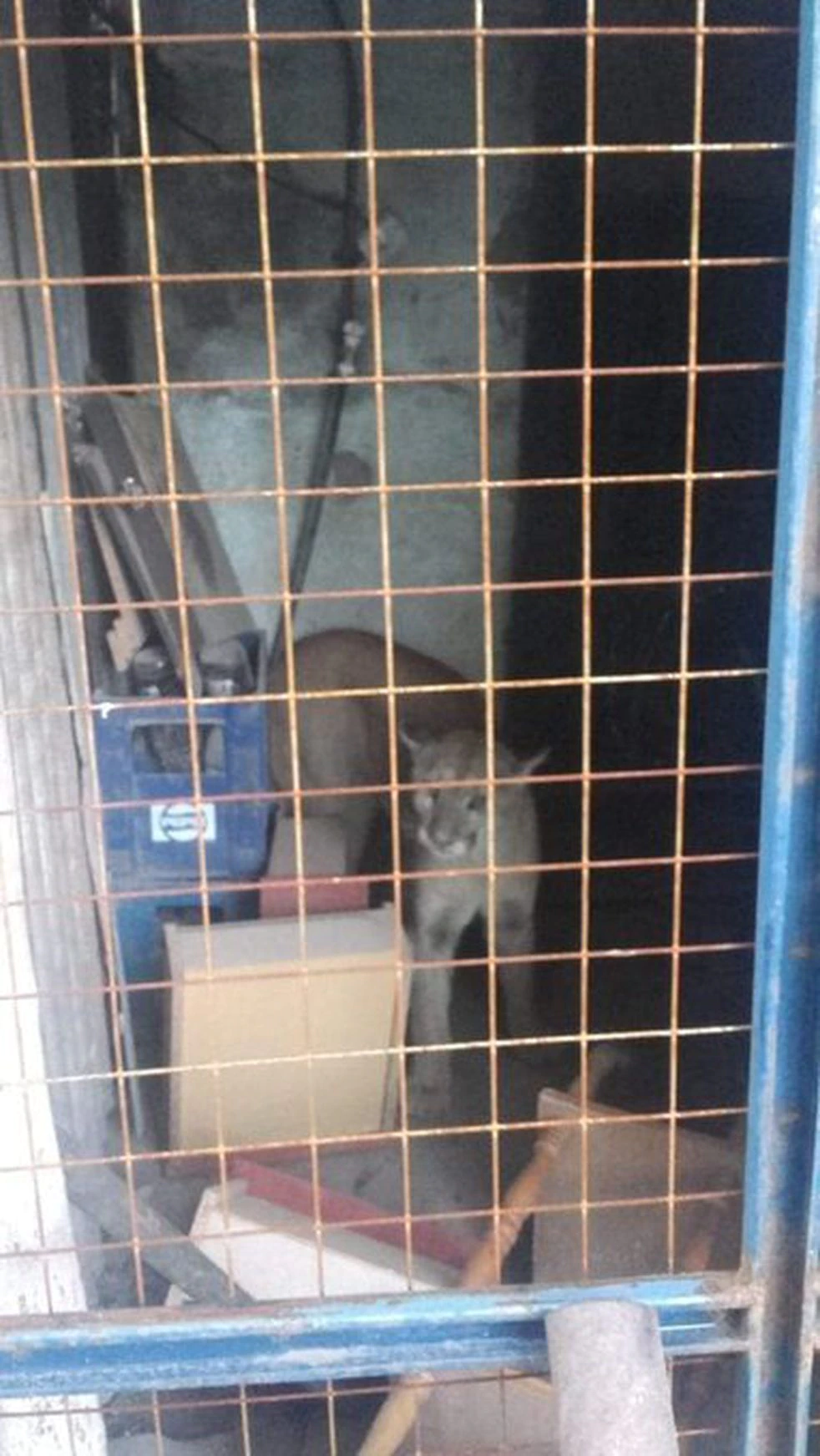 La mujer se encontr&oacute; con un puma cuando iba a salir con sus hijos