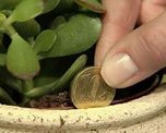 amuletos verdes: cinco plantas con buena energia que dan buena suerte amuletos verdes: cinco plantas con buena energia que dan buena suerte