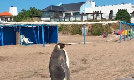 Pingüinos en Miramar Pingüinos en Miramar