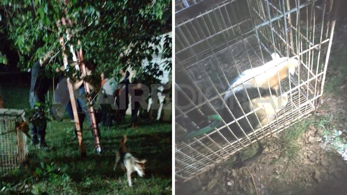 Personal de la Sección Ecológica de la Policía Comunitaria trabajó en el rescate del oso melero.