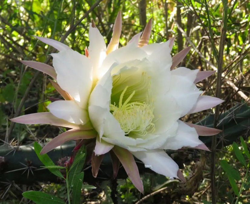 En la reserva se han contabilizado ya alrededor de 200 especies vegetales nativas. En la foto, un ejemplar de ulúa (Harrisia tortuosa), un cactus nativo que posee tallos cilíndricos que muchas veces trepan como enredaderas sobre los árboles.