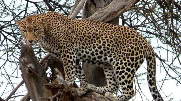 Impactante: un turista filmó a un leopardo comerse un cocodrilo