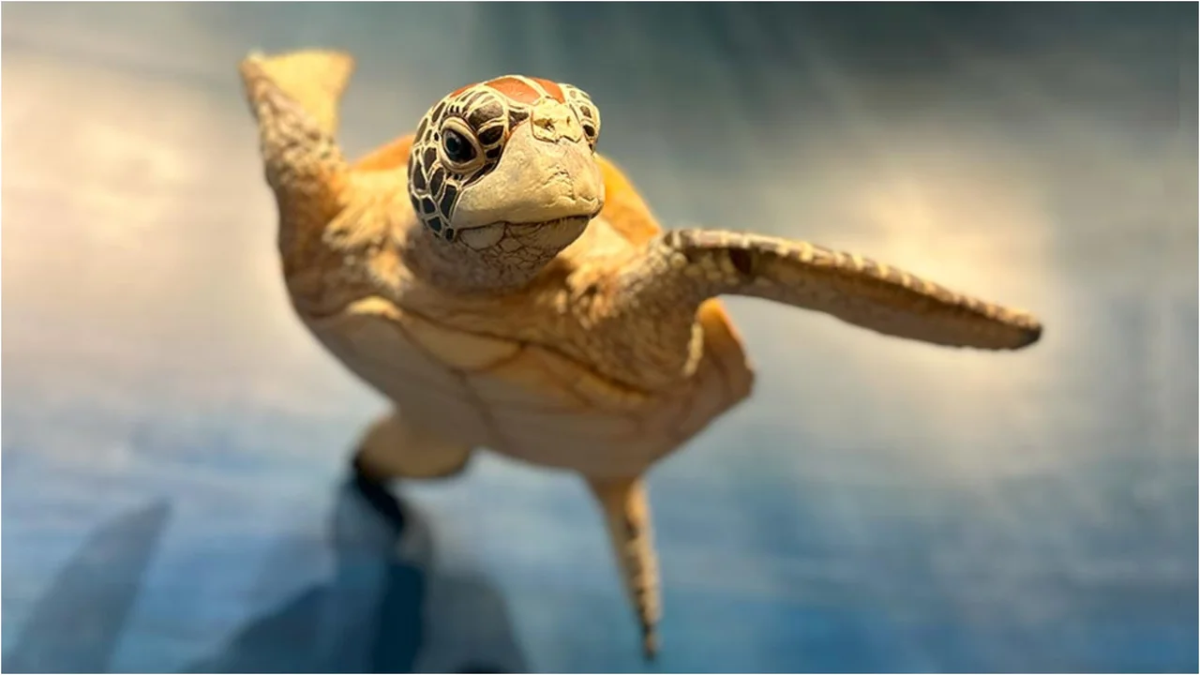 El museo para ver tortugas del Atlántico Sur que el Conicet muestra en su streaming