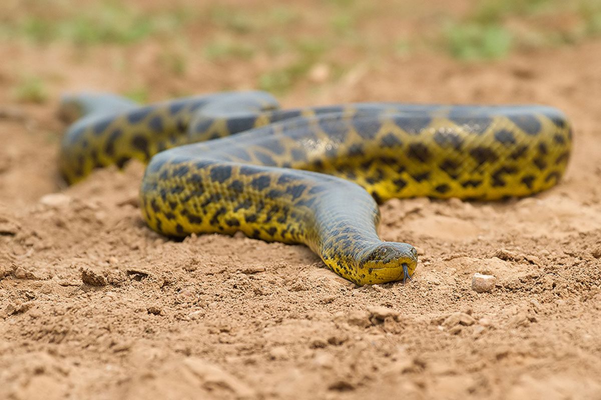 Imagen ilustrativa de una anaconda amarilla. Imagen ilustrativa de una anaconda amarilla.