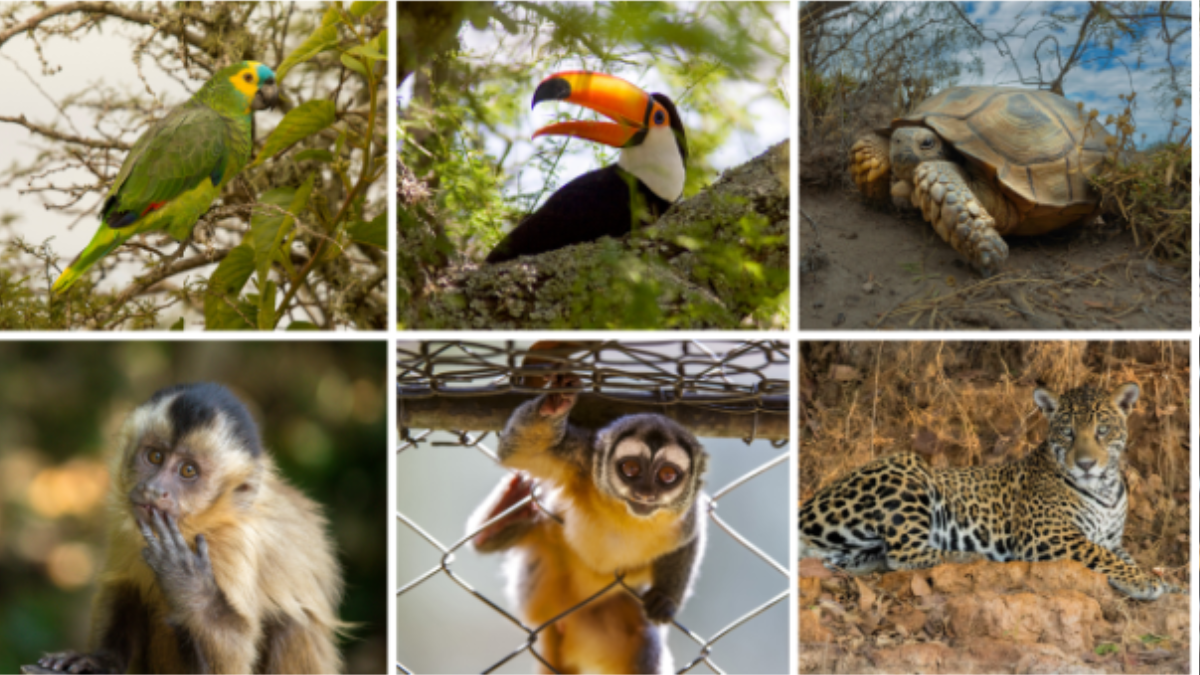 Las especies más afectadas incluyen al loro hablador, el tucán, la tortuga terrestre, los monos caí y el yaguareté. Gentileza: WCS Argentina. Las especies más afectadas incluyen al loro hablador, el tucán, la tortuga terrestre, los monos caí y el yaguareté. Gentileza: WCS Argentina. 