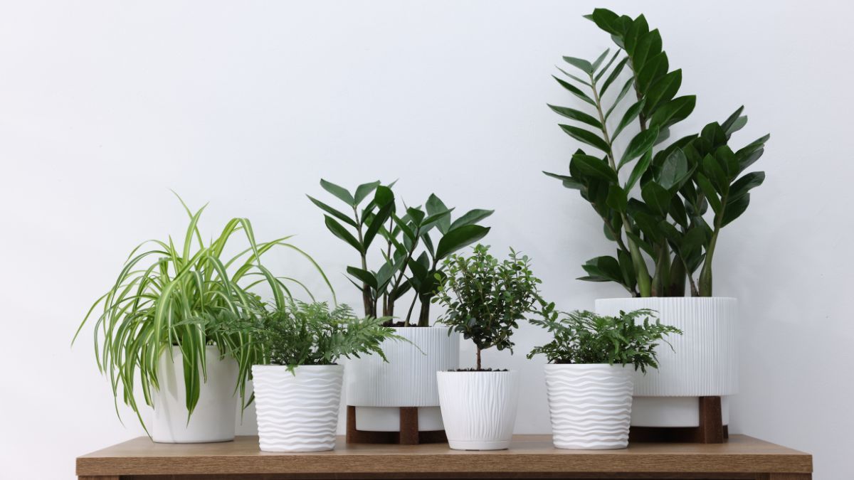 Parece una palmera en miniatura, ocupa poco espacio y es perfecta para decorar interiores.