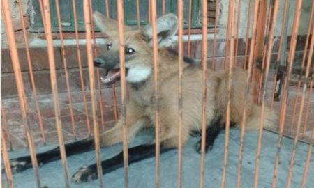 Aguará Guazú encontrado en Gobernador Candioti Aguará Guazú encontrado en Gobernador Candioti