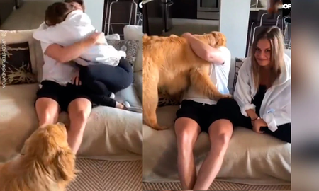 Los perros suelen molestarse cuando sus dueños le muestran interés a otra persona u objeto. Los perros suelen molestarse cuando sus dueños le muestran interés a otra persona u objeto.
