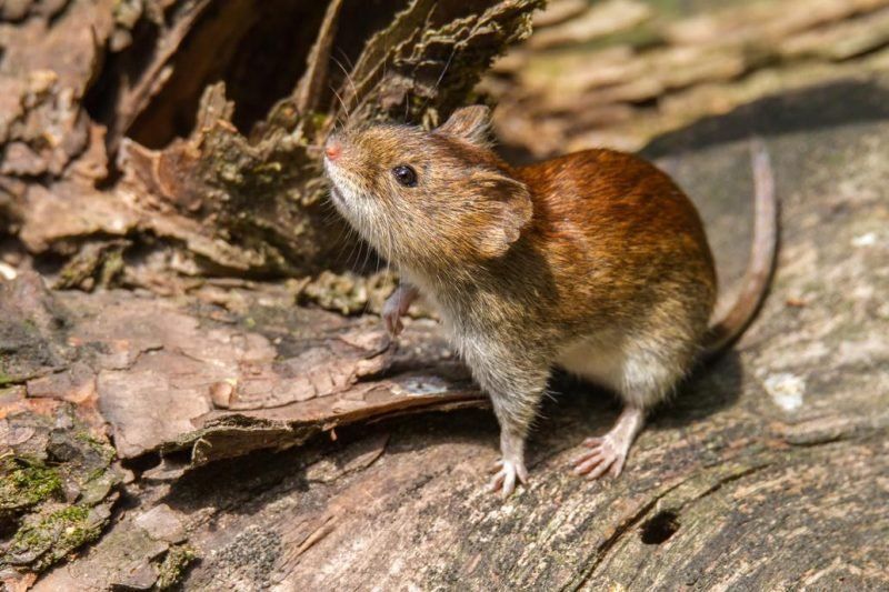 La transmisión más frecuente de hantavirus ocurre por contacto con partículas virales provenientes de orina, saliva o heces de roedores infectados, especialmente al inhalar en ambientes contaminados. La transmisión más frecuente de hantavirus ocurre por contacto con partículas virales provenientes de orina, saliva o heces de roedores infectados, especialmente al inhalar en ambientes contaminados.
