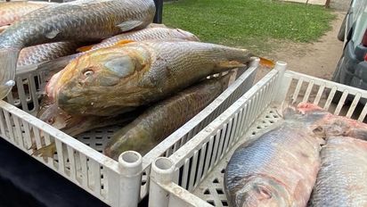 La feria del pescado en Santa Fe tuvo gran demanda y advierten por escasez del sábalo