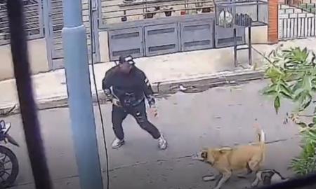Motochorros intentaron asaltar a un hombre a punta de pistola y dos perras lo salvaron: Muy bien chicas Motochorros intentaron asaltar a un hombre a punta de pistola y dos perras lo salvaron: Muy bien chicas