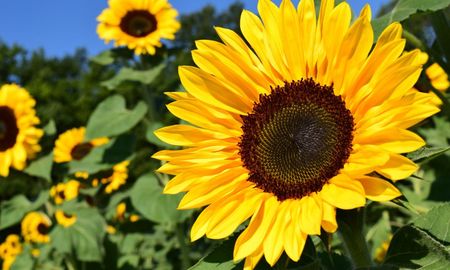 En septiembre, girasoles y caléndulas son aliados ideales para un jardín lleno de color. En septiembre, girasoles y caléndulas son aliados ideales para un jardín lleno de color.