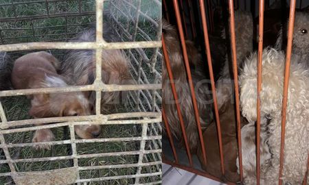 Los 22 perros rescatados eran de diferentes razas y edades. Los 22 perros rescatados eran de diferentes razas y edades.
