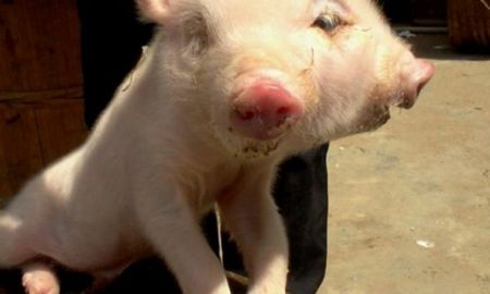 Video viral: un chancho nació con dos cabezas y su caso está impactando al mundo entero. Video viral: un chancho nació con dos cabezas y su caso está impactando al mundo entero.