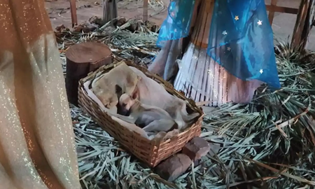 Un perro callejero apareció durmiendo en la cuna de un pesebre, se hizo viral y ocurrió un pequeño milagro navideño Un perro callejero apareció durmiendo en la cuna de un pesebre, se hizo viral y ocurrió un pequeño milagro navideño