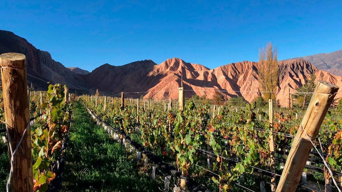 Escapada a la ruta del vino en Jujuy: las mejores bodegas para visitar entre cerros y paisajes