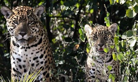 El avistamiento de una hembra de yaguareté con su cachorro en el Parque Nacional El Impenetrable, a orillas del Río Bermejo, marcó un hecho histórico para la conservación de la fauna en el Chaco argentino. El avistamiento de una hembra de yaguareté con su cachorro en el Parque Nacional El Impenetrable, a orillas del Río Bermejo, marcó un hecho histórico para la conservación de la fauna en el Chaco argentino.