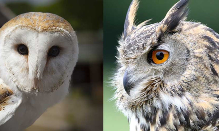 Cuál es la diferencia entre una lechuza y un búho Cuál es la diferencia entre una lechuza y un búho