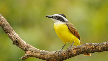 Qué significa ver un benteveo en la ventana