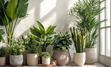 Las plantas resistentes al frío y a la calefacción que son ideales para interiores. Las plantas resistentes al frío y a la calefacción que son ideales para interiores.