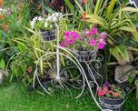 5 plantas para crear un jardin pequeno, agradable y aromatico 5 plantas para crear un jardin pequeno, agradable y aromatico