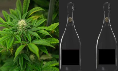 Una bodega online vende Champanabis, un espumante con cannabis Una bodega online vende Champanabis, un espumante con cannabis