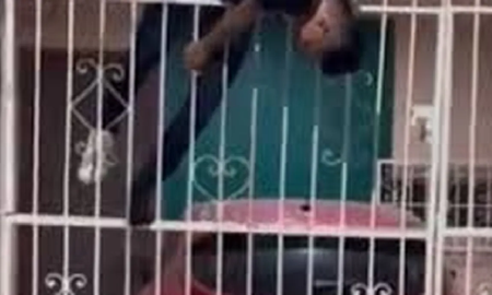Un hombre intentó robar una casa, pero se cayó de un segundo piso y quedó clavado en las rejas Un hombre intentó robar una casa, pero se cayó de un segundo piso y quedó clavado en las rejas