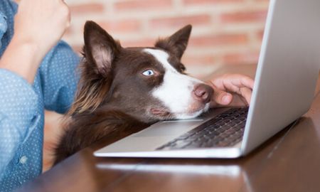 tener perros o gatos en el trabajo reduce el estres y aumenta la productividad tener perros o gatos en el trabajo reduce el estres y aumenta la productividad