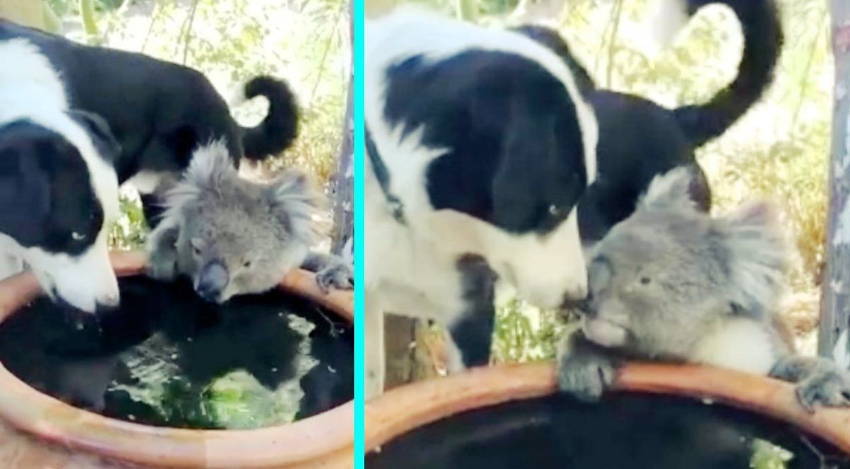 Incendios en Australia: el beso entre un perro y un koala que se volvió viral