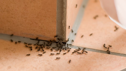 Decile chau a las hormigas en casa: cómo ahuyentarlas con un método seguro y casero