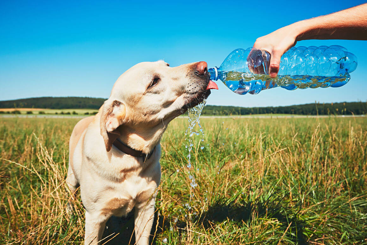 Guía para cuidar a las mascotas durante la ola de calor