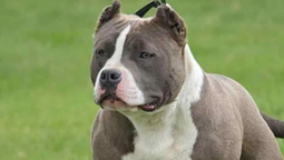 Un jubilado murió tras ser atacado por perros pitbull en Puerto Madryn. (Imagen ilustrativa)