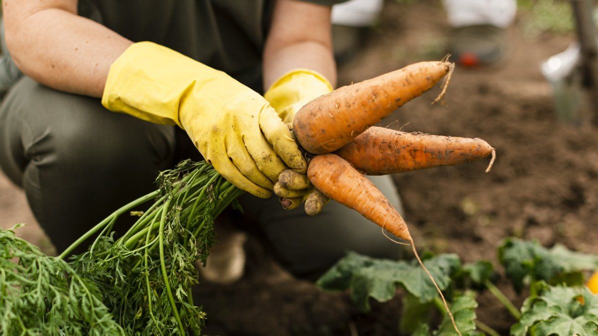 La brecha de precios entre productores agrícolas y consumidores cayó fuerte en agosto.