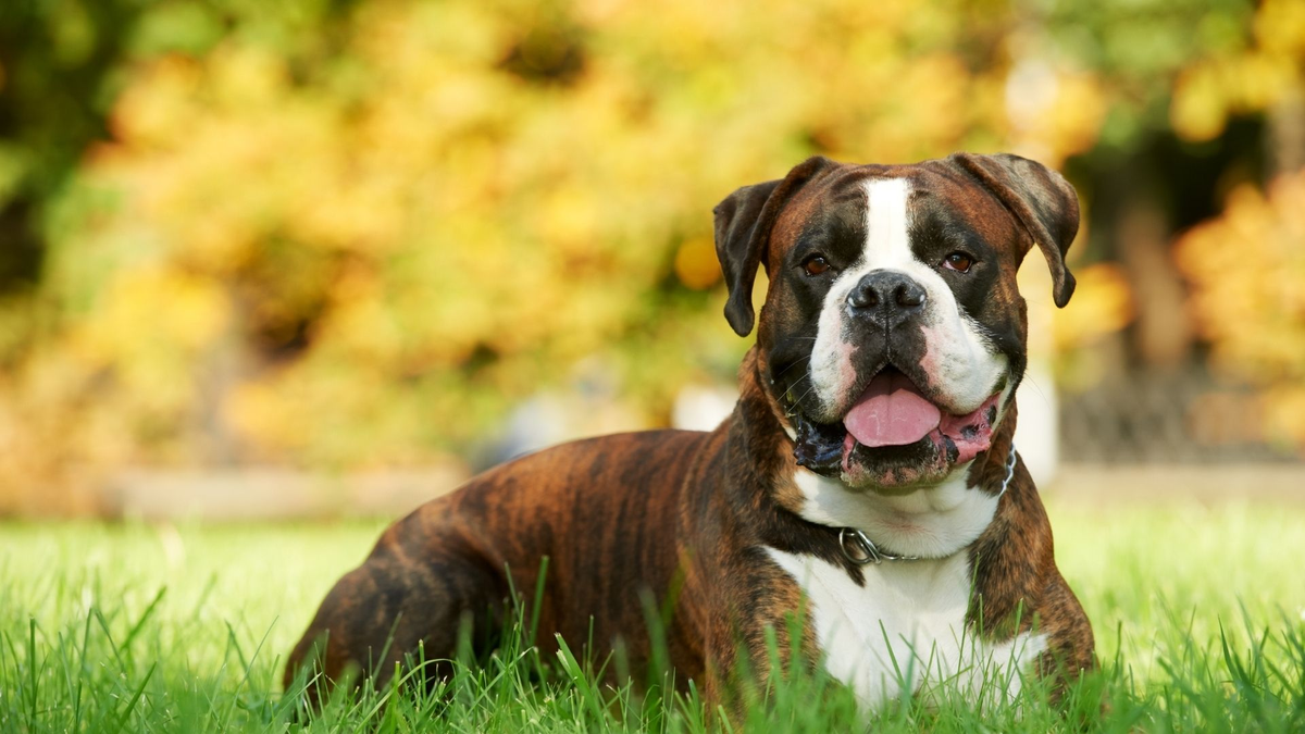 El bóxer es fuerte y vive en plena tranquilidad. El bóxer es fuerte y vive en plena tranquilidad. 