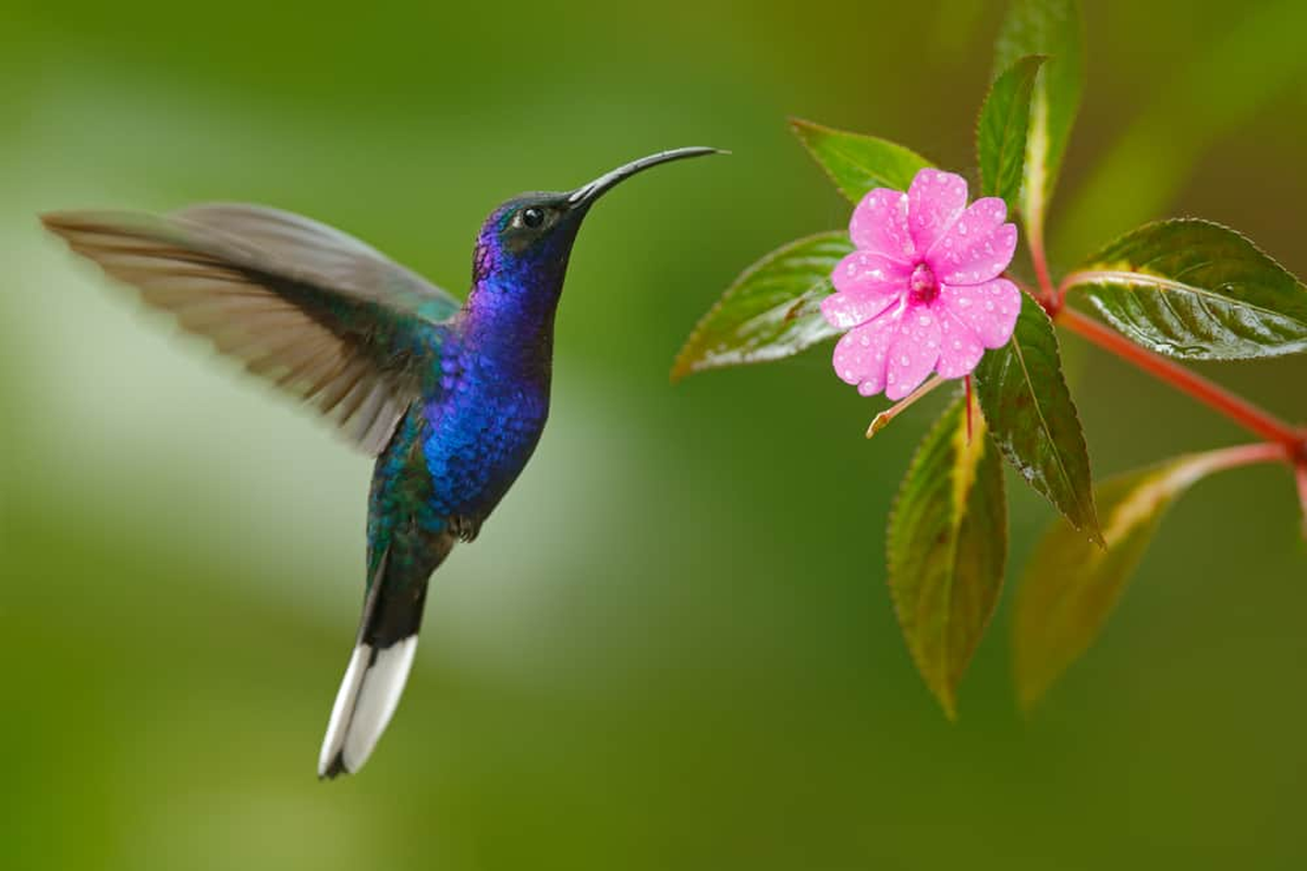 El colibrí es un ave que visita una gran cantidad de flores cada día.