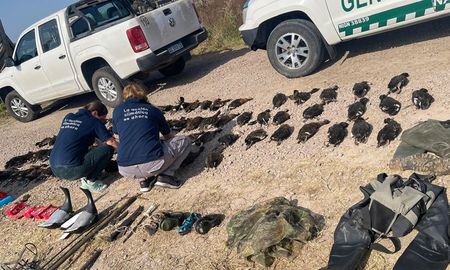 Personal de fauna se hizo cargo del procedimiento rural. Personal de fauna se hizo cargo del procedimiento rural.