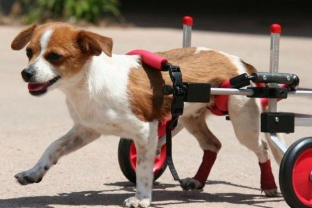 Tiene 90 años y se dedica a fabricar sillas de ruedas para perros