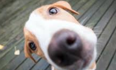 Piden testigos para esclarecer el envenenamiento de animales en Las Cañitas. Piden testigos para esclarecer el envenenamiento de animales en Las Cañitas.
