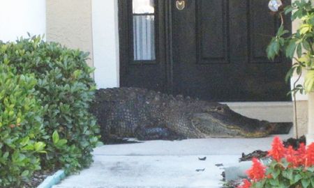 foto: una familia encontro un caiman sin dos extremidades en la puerta de su casa en florida foto: una familia encontro un caiman sin dos extremidades en la puerta de su casa en florida