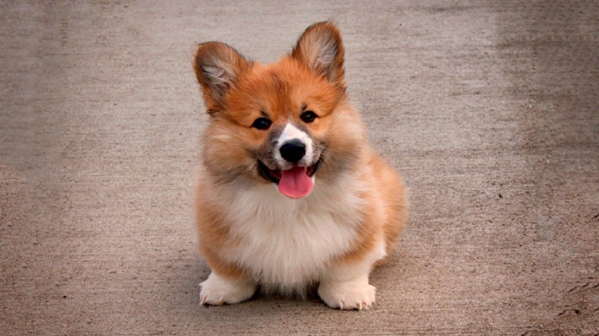 Fotos: un perro fingió su muerte sangrienta y engañó a los algoritmos de Facebook