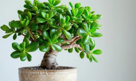 Dónde hay que ubicar el árbol de jade en febrero para atraer dinero. Dónde hay que ubicar el árbol de jade en febrero para atraer dinero.