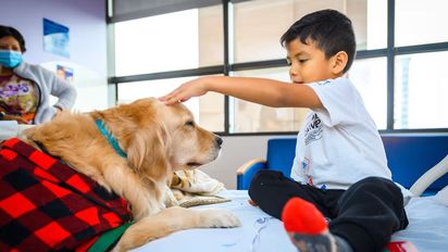 Rosario: el abrazo de un perro que sana, la prueba piloto que revoluciona el Hospital de Niños