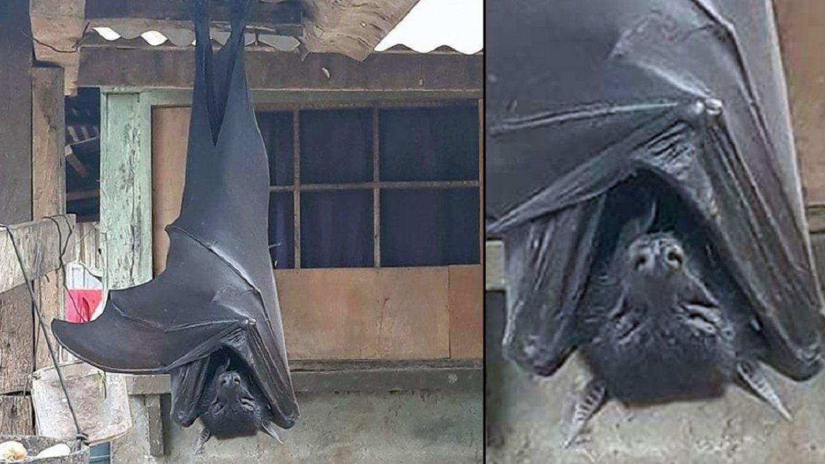 Foto: la imagen de un murciélago de tamaño humano encontrado en Filipinas que se hizo viral
