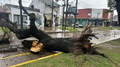 Desvío de tránsito en Avenida Galicia por un árbol caído que corta la calle
