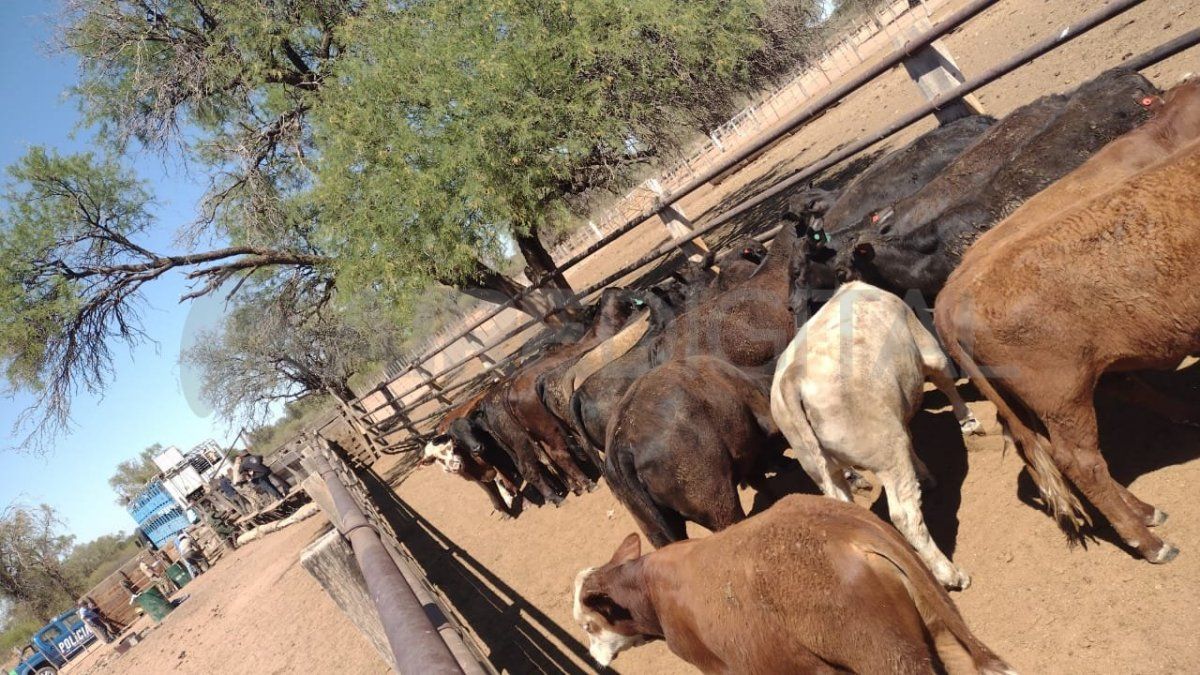Las 83 vacas fueron encontradas en un campo de Chuña